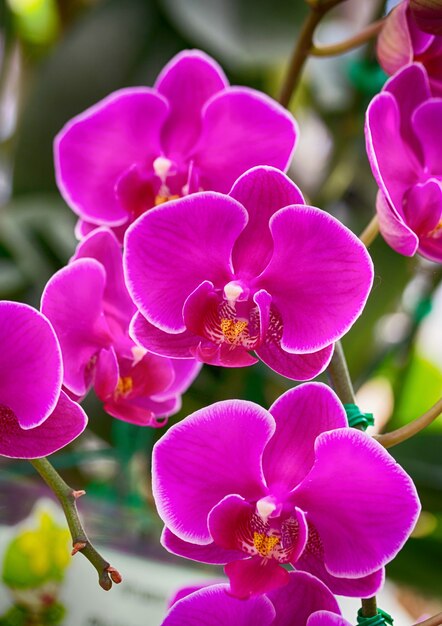 Pink phalaenopsis orchid flower