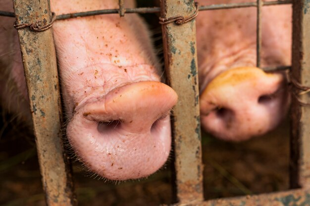 Pink pigs noses  among bars