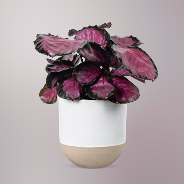 Free Photo pink plant in a white pot