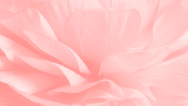 Free Photo pink ranunculus flower macro photography