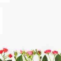 Free photo pink and red roses flower with buds on white background