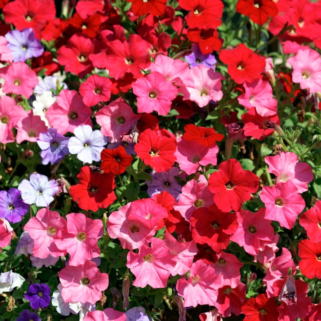 Free photo pink, red, white and violet flowers in garden under the sun