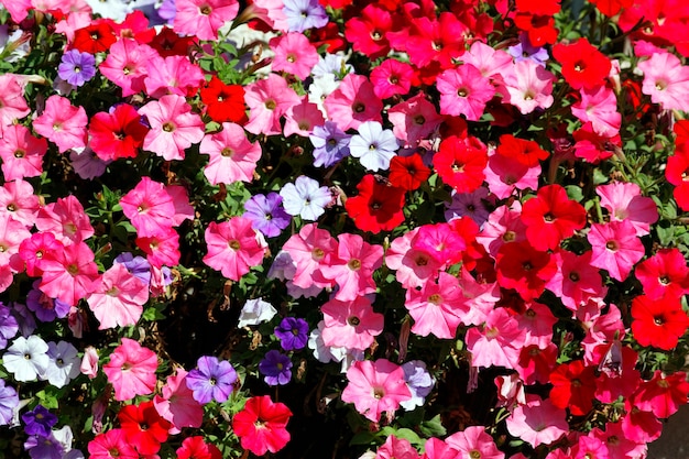 Pink, red, white and violet flowers in garden