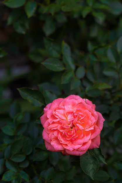 Pink rose blooming flower on a green leafs background