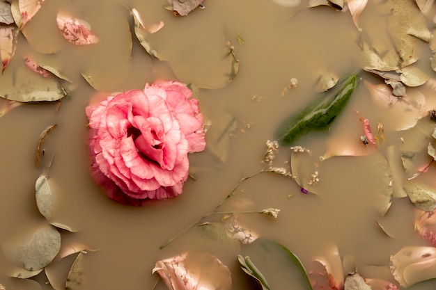 Pink rose in brown colored water