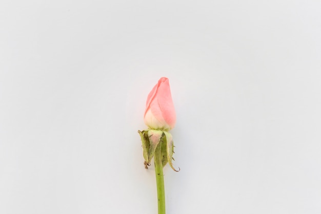 Free photo pink rose flower on table