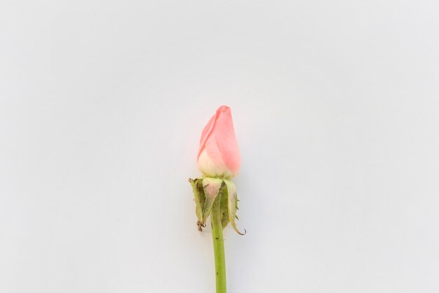 Pink rose flower on table