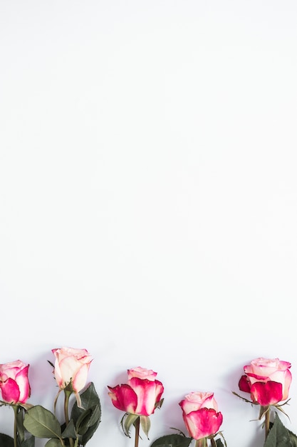 Free Photo pink rose flowers on light table