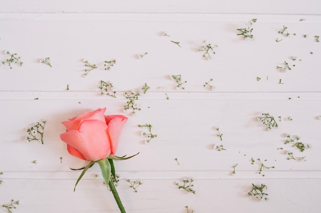 Free Photo pink rose on the left surrounded by little flowers on white background