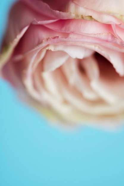 Free photo pink rose macro photography