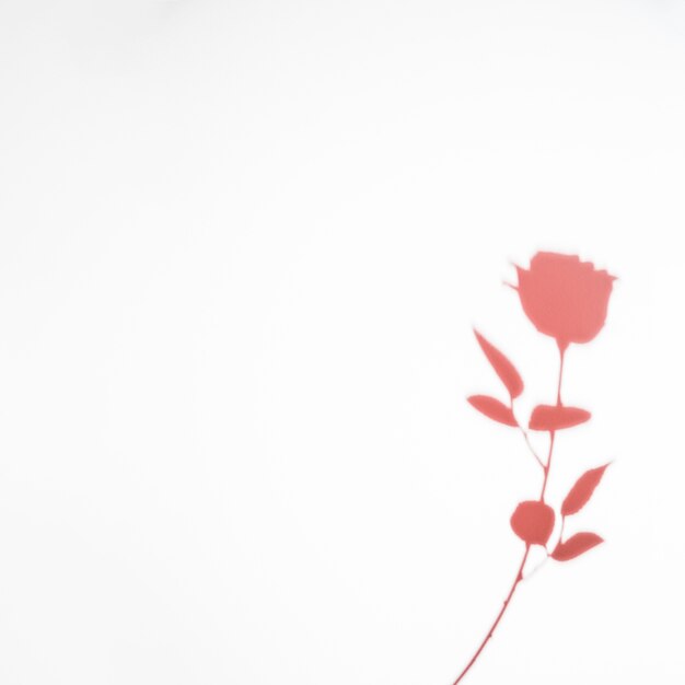 Pink rose shadow isolated on white background