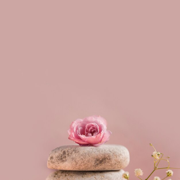 Pink rose over the stack of pebbles against colored background