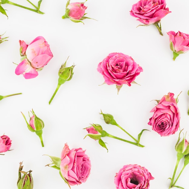 Free photo pink roses and buds on white background