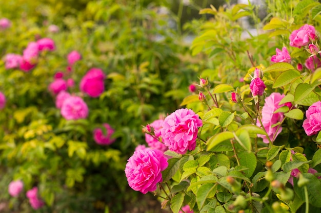 Pink roses.