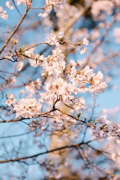 Pink Sakura flower and blue sky