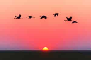 Free photo pink sky sunset and flying birds