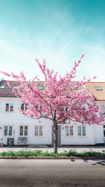 Free photo pink tree blooming in front of a white house