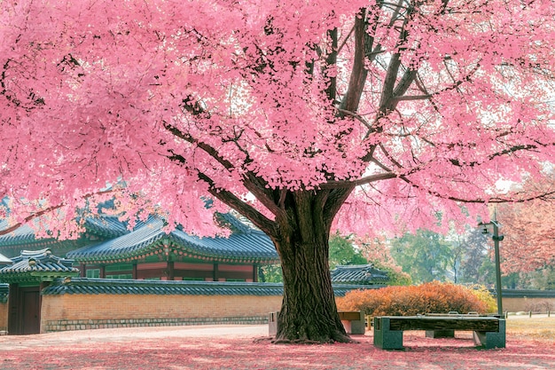 Pink tree.