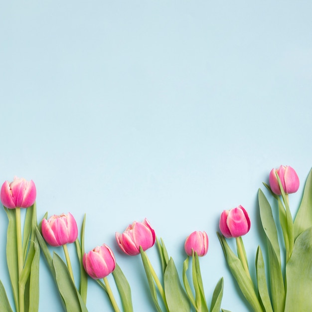 Free photo pink tulips on blue