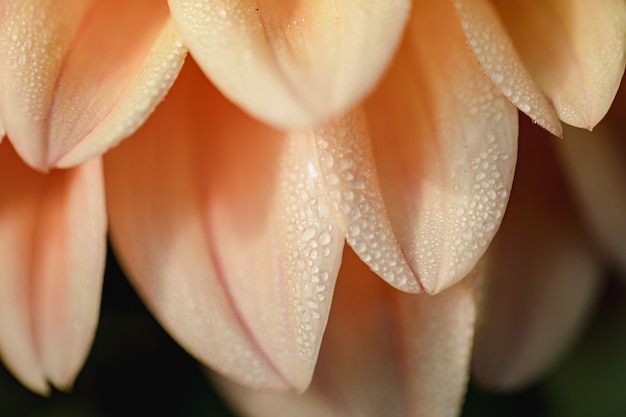 Free Photo pink and white flower in macro