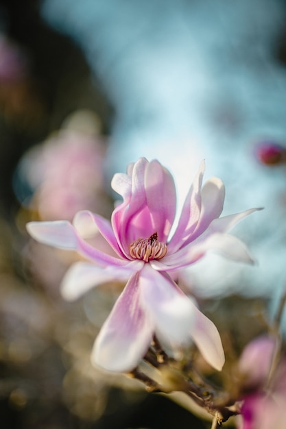 Pink and white flower in tilt shift lens