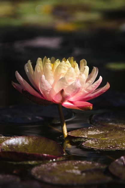 Free photo pink and white lotus flower on water