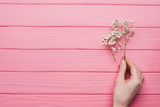 Pink wooden background with hand holding a twig