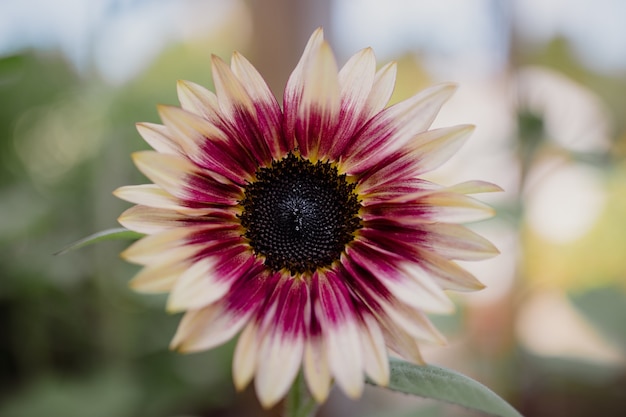 Pink and yellow flower in tilt shift lens