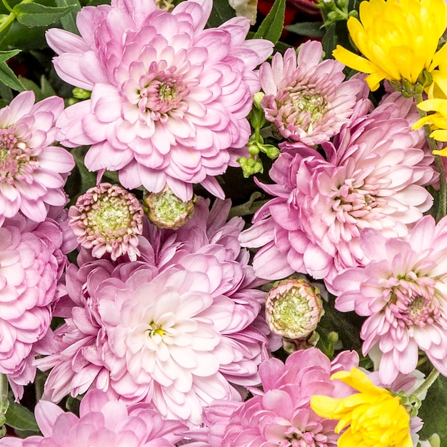 Free Photo pink and yellow flowers with green leaves