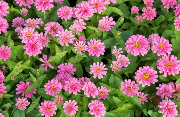 pink zinnia flowers top view