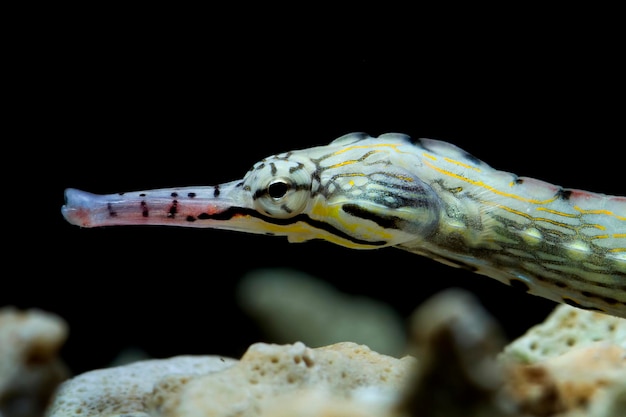 Free Photo pipefish closeup from side view head of pipefish with black background