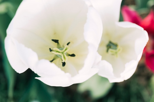 Free photo pistil and stamen of a beautiful white tulip flower