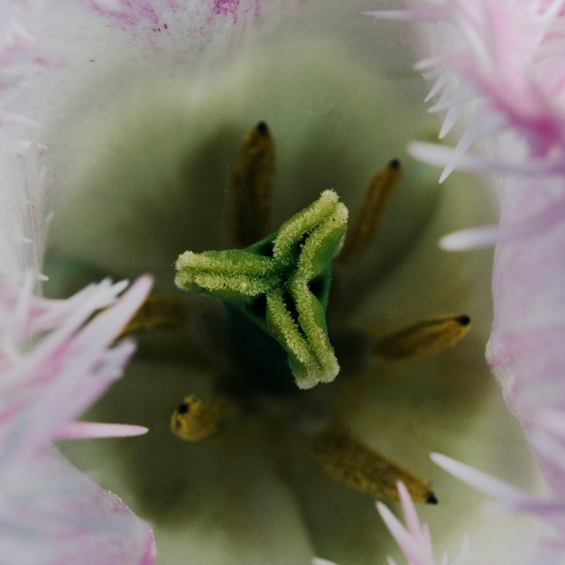 Free photo pistil and stamen of a tulip flower