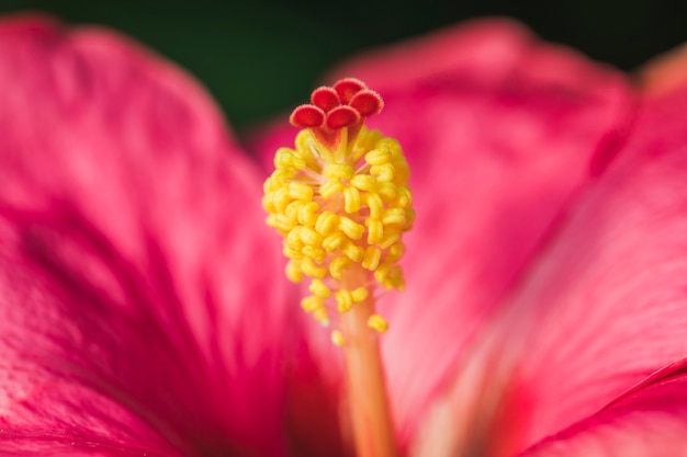 Free photo pistil of wonderful pink flower