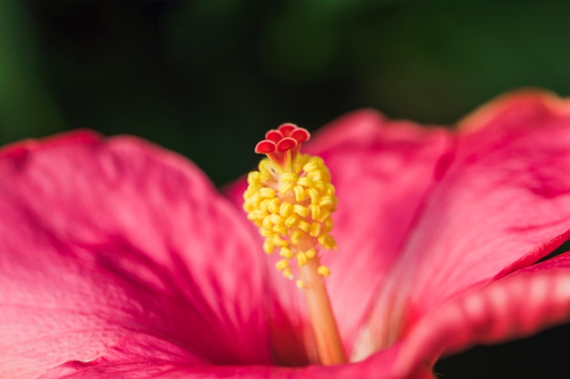 Pistil of wonderful rose flower