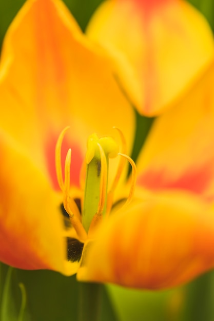 Free photo pistils of beautiful fresh yellow flower