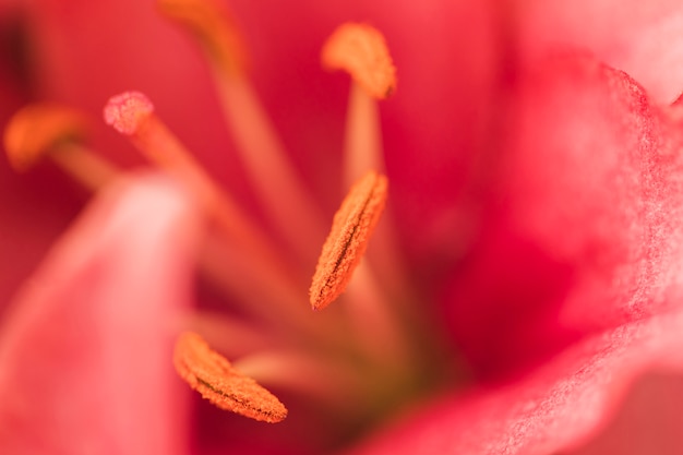 Pistils of beautiful rose fresh flower