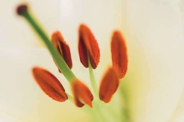 Free Photo pistils of beautiful white fresh flower