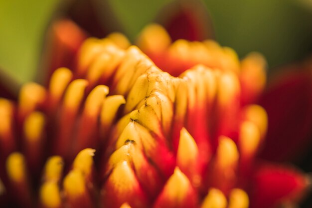 Pistils of red fresh flower