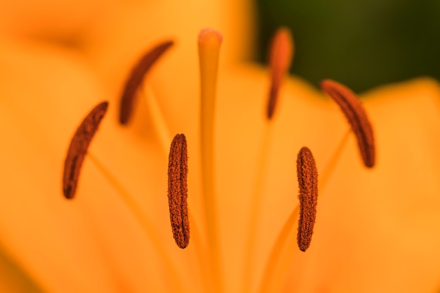 Free photo pistils with pollen of bloom