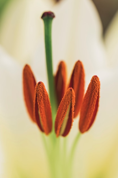 Free photo pistils with pollen of white bloom