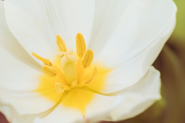 Pistils of wonderful white fresh flower