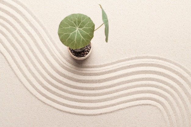 Free Photo plant on the beach sand background in health and wellbeing concept