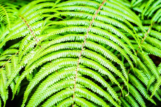 plant closeup tropical natural grass