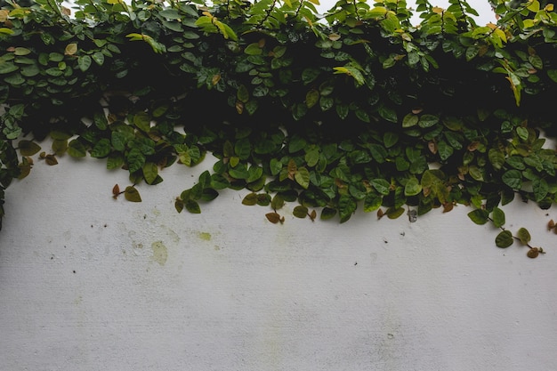 Free photo plant covering a wall