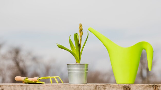 Plant and garden still life