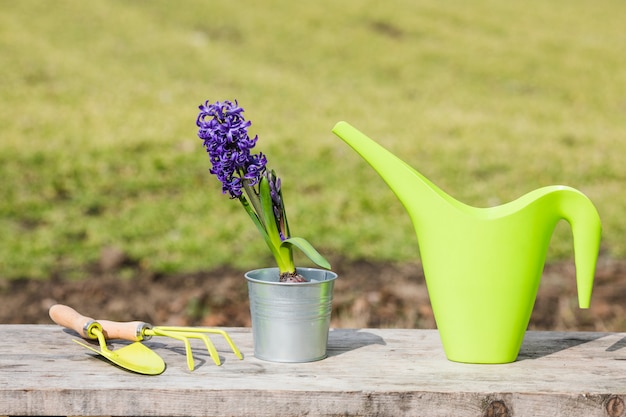 Free photo plant and garden still life