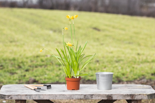 Free Photo plant and garden still life