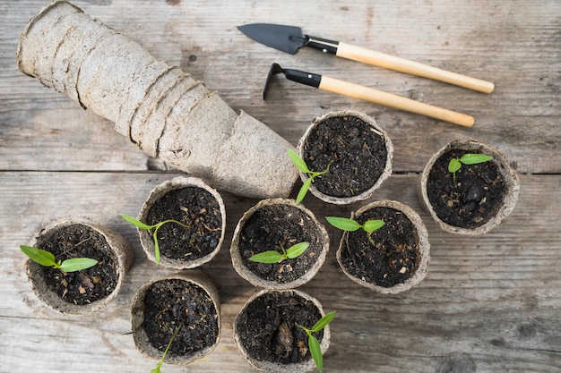 Free Photo plant and garden still life