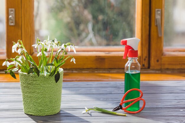 Plant and garden still life